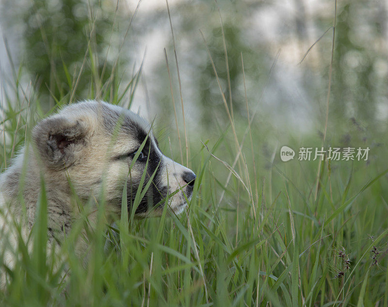 草地上的小狗