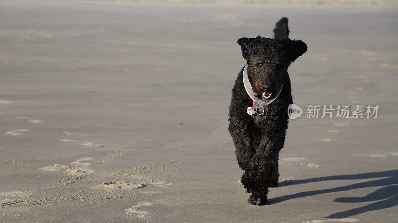 一只黑色的涂鸦狗在海滩上奔跑
