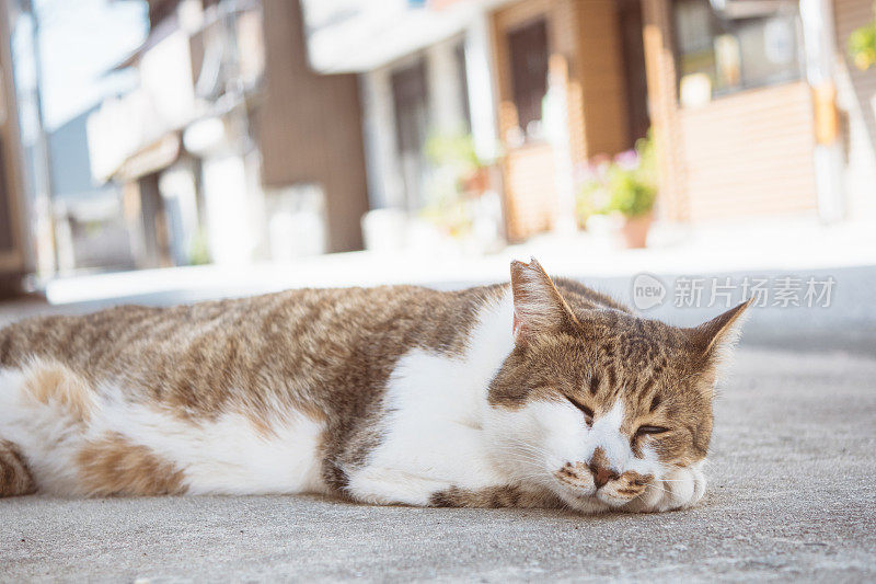 一只猫安静地睡觉