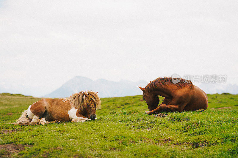 马在草地上放松
