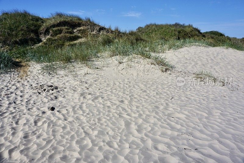 夏天的丹麦沙丘。丹麦的海滩和沙丘。丹麦的Kjul海滩。夏天的丹麦海滩。夏天丹麦的沙丘。北海的沙滩。