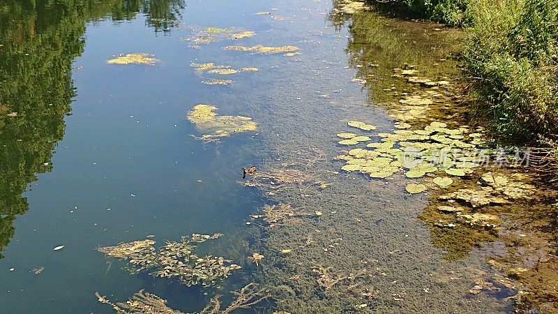 卡尔斯鲁厄郊区的夏季背景。