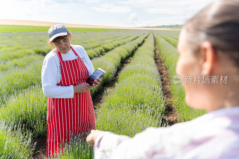 在薰衣草种植园工作的农民。