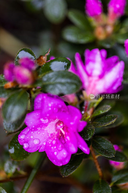 紫杜鹃花上布满了雨滴