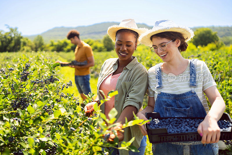 多种族的年轻女工，在农场收割蓝莓