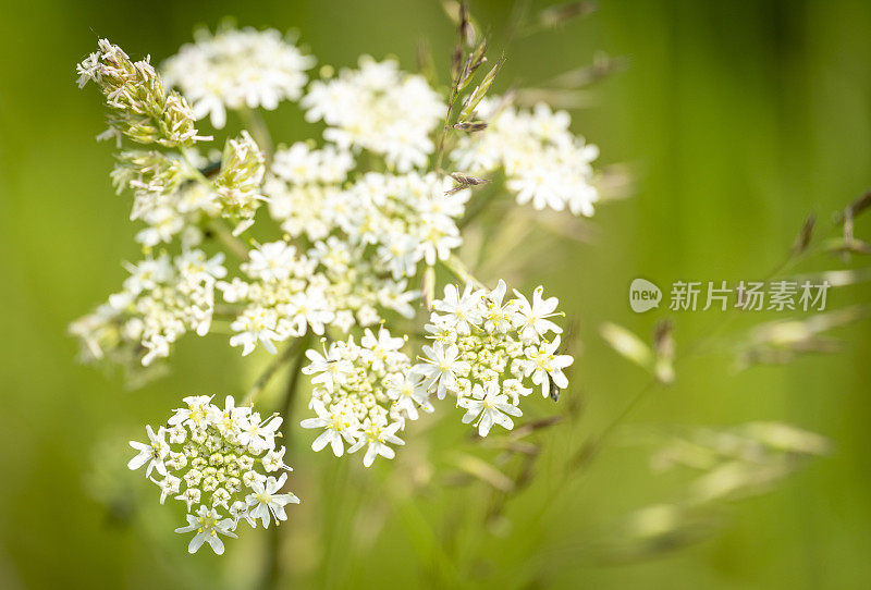 野花草地上的傻瓜欧芹