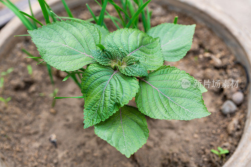 园林绿化植物