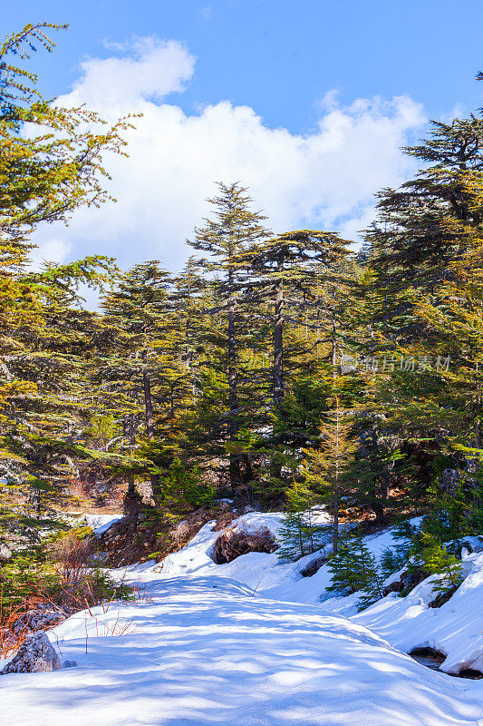 山中的雪松林