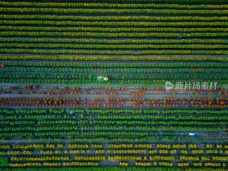 鸟瞰越南美苴的美峰花园。它在湄公河三角洲很有名，准备在春节期间把鲜花运到市场上出售