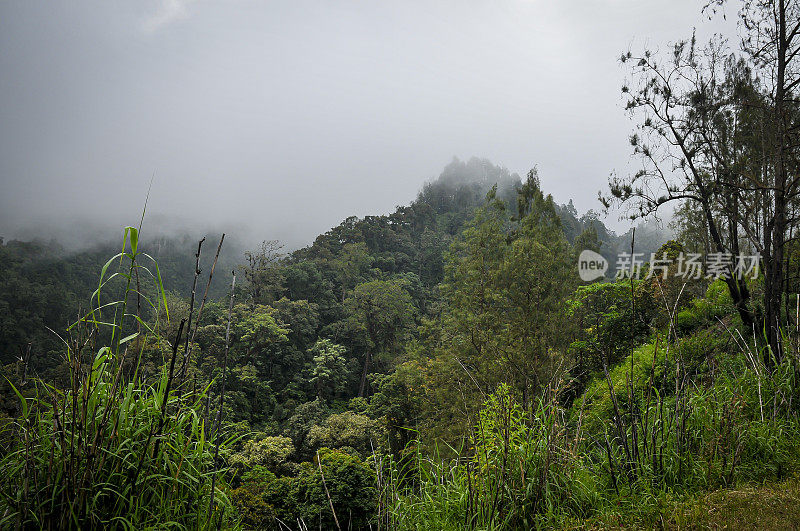 爪哇岛东部的壮观景色。雨林之旅上的火山布罗莫山(印度尼西亚)。