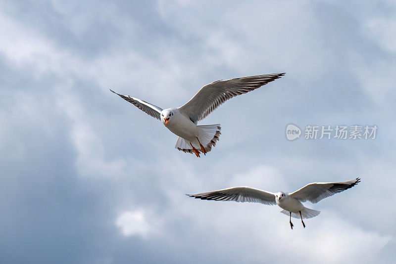 两只海鸥在天空翱翔