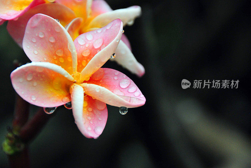 雨中的湿凤仙花——凤仙花