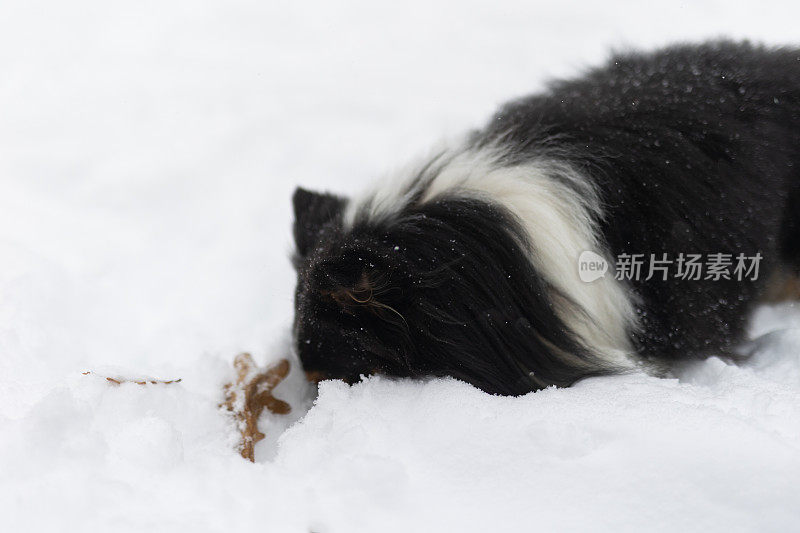 设得兰牧羊犬在雪地里玩耍