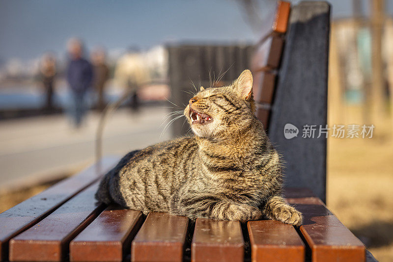 虎斑流浪猫。