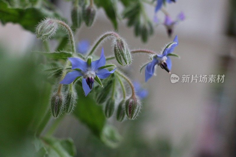 琉璃苣花茎在柔和的灯光