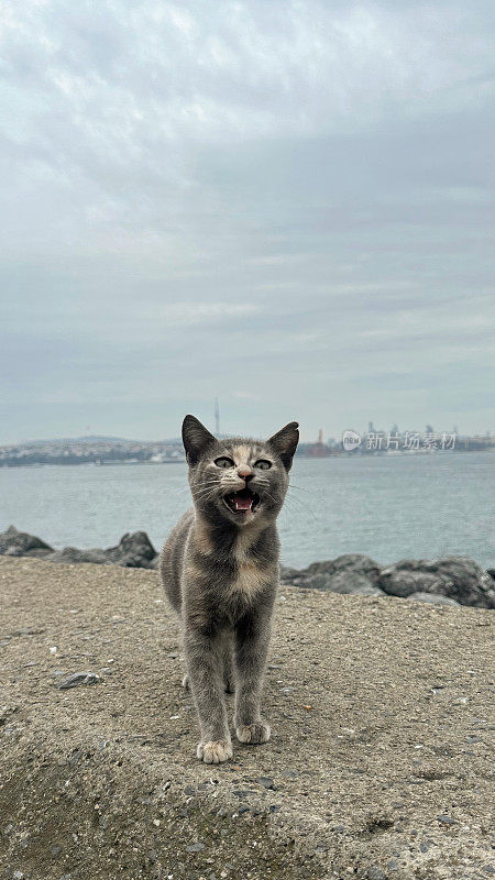 猫的天堂:一个河边的撤退