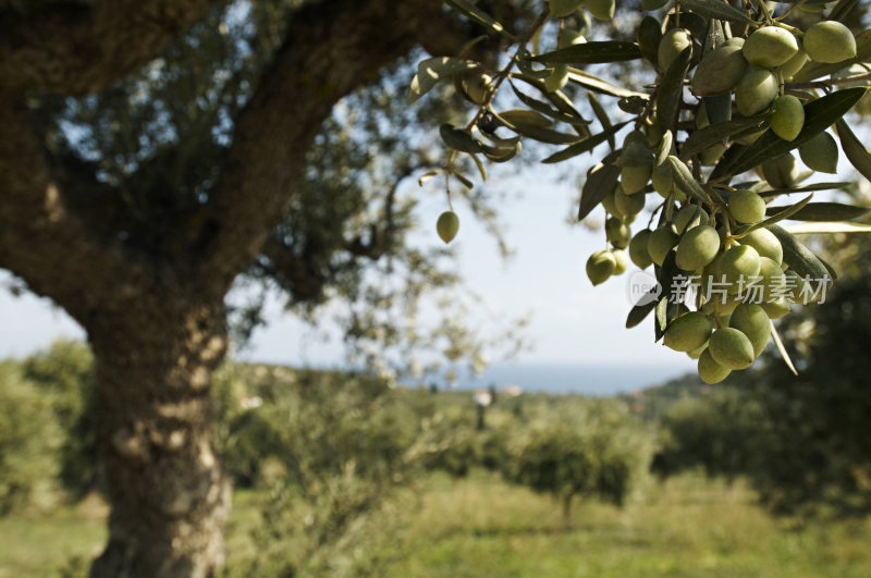 希腊的橄榄树