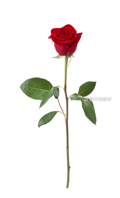 红玫瑰(XL)