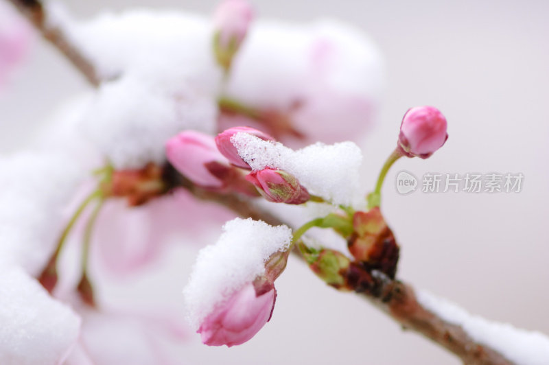 粉红色的樱花被一场早春的雪覆盖了。