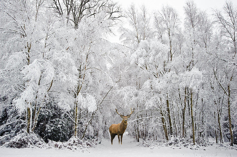 美丽的马鹿在白雪覆盖的冬季森林