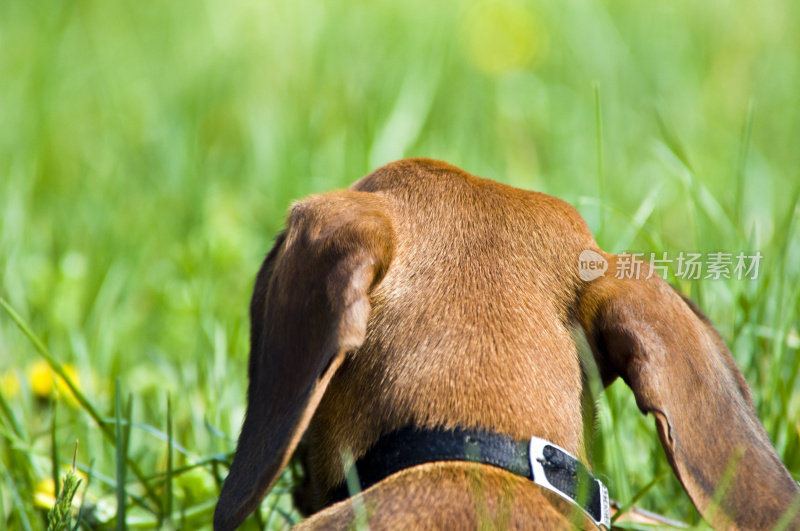 腊肠犬。彩色图像