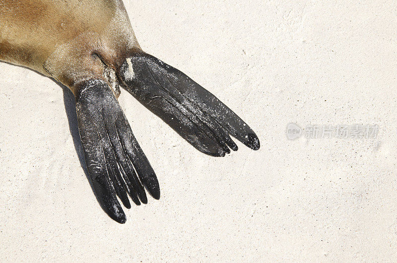 海狮鳍特写白沙滩