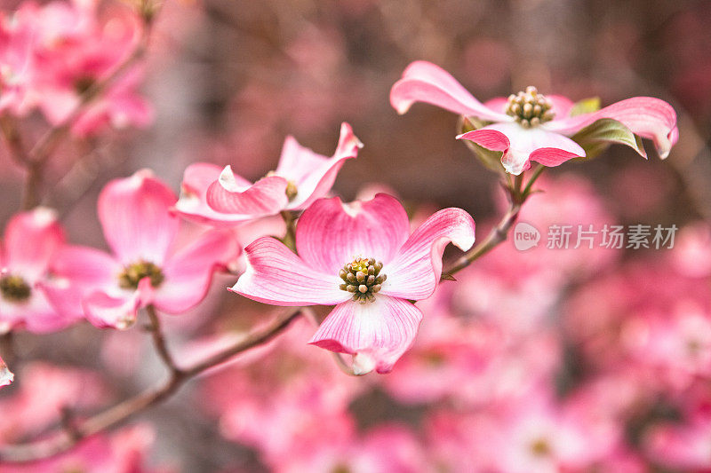 粉红山茱萸开花了