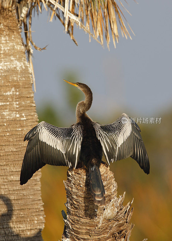 美洲蛇伸展翅膀到干燥的佛罗里达墨尔本