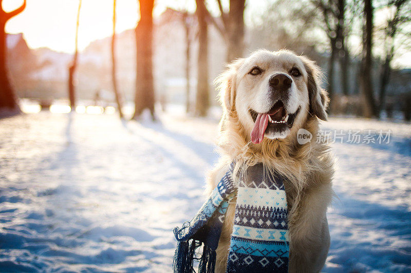 年轻的金毛猎犬坐在雪地上