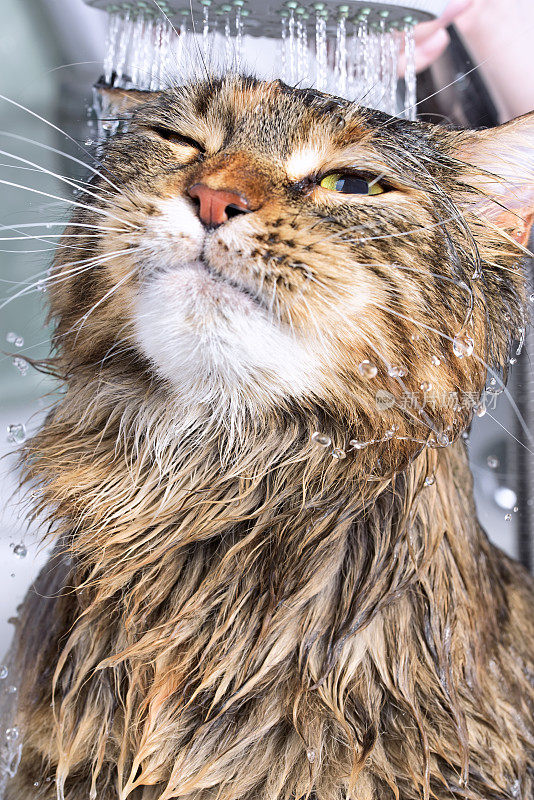 湿猫在浴缸里