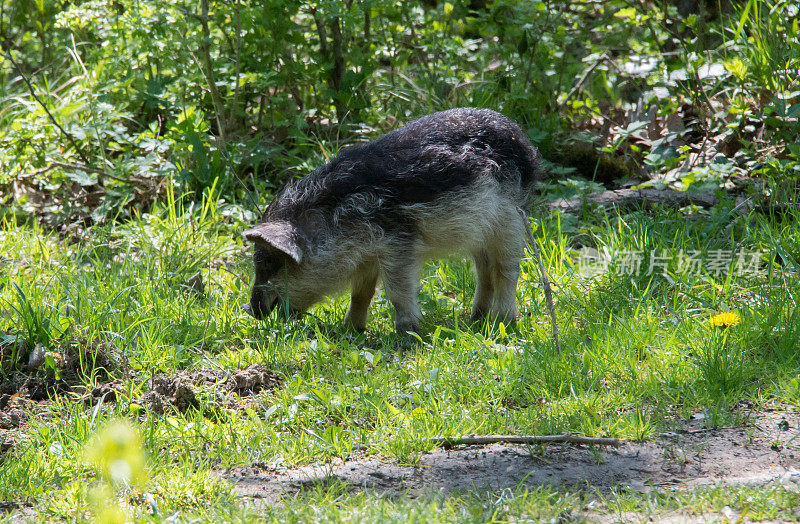 毛猪(Mangalitsa)在土中挖掘食物