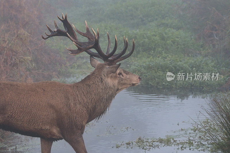 灿烂的马鹿踏过浓雾的溪流