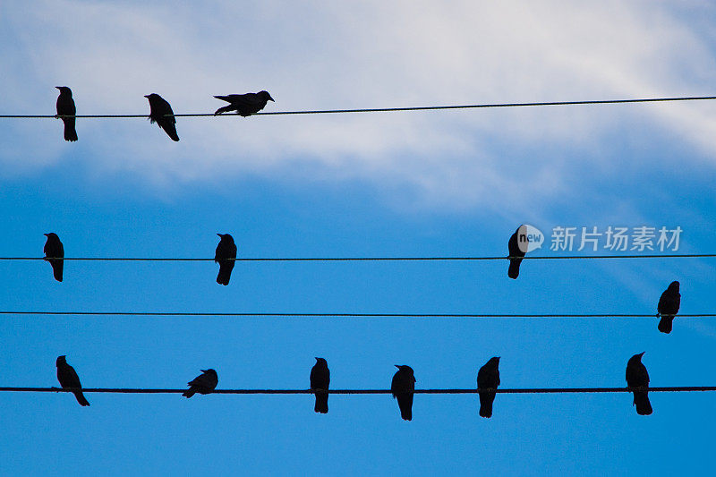 安排的乌鸦