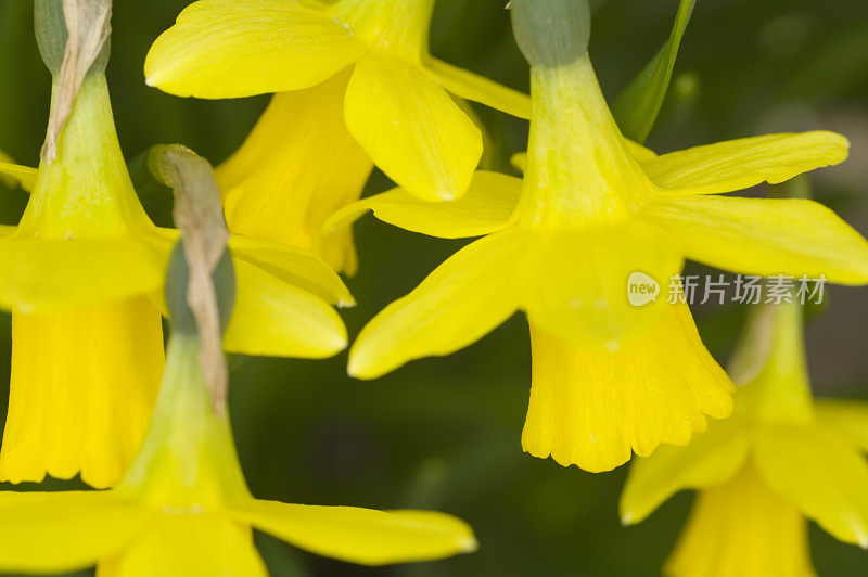 水仙花假名（文化）