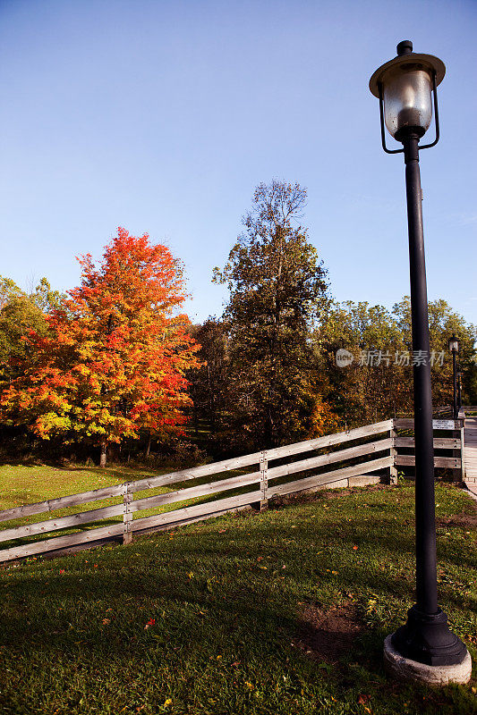 灯柱和树叶在秋天变颜色的树