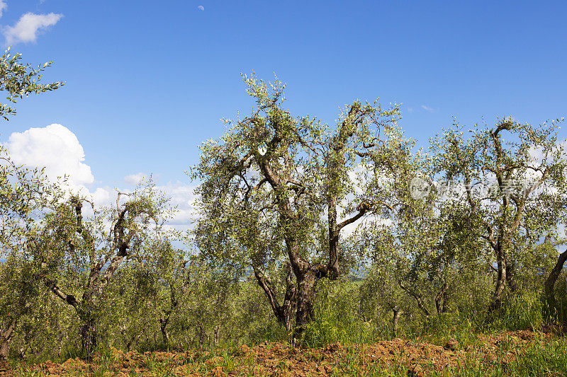 托斯卡纳的橄榄种植园。