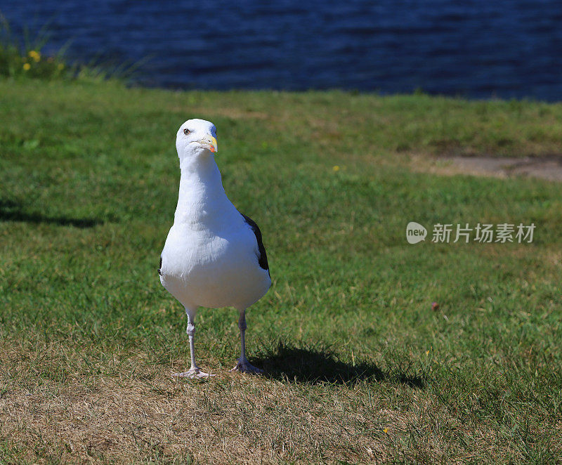 美国新英格兰缅因州肯纳邦克波特，海鸥在草地上行走。