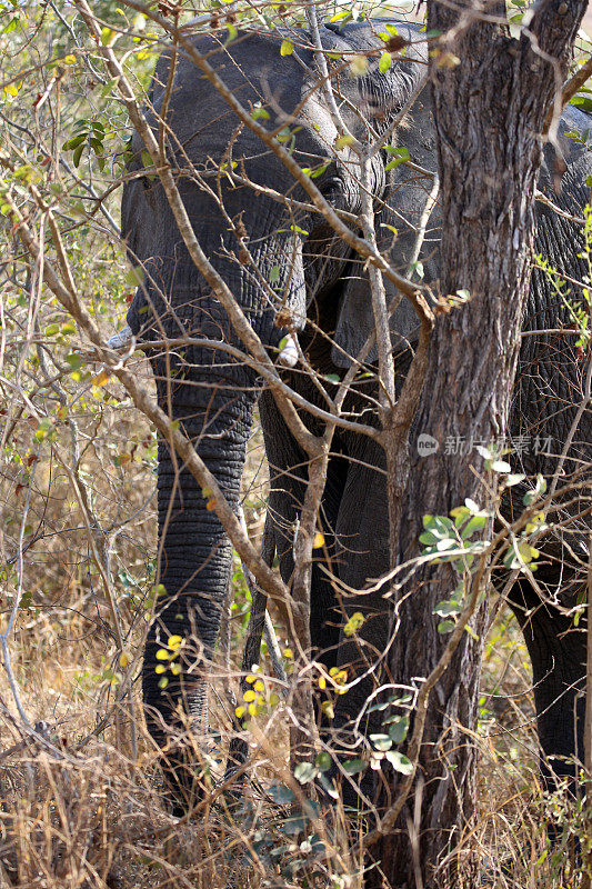 南非:克鲁格国家公园的非洲象