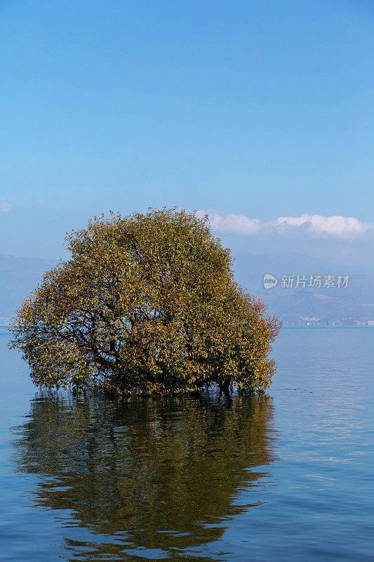 树木浸没在洱海