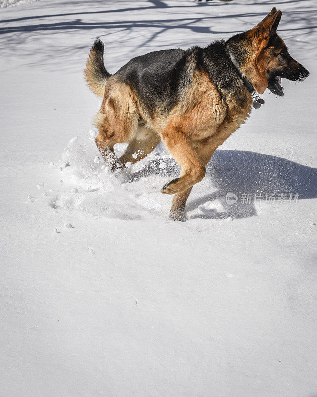 德国牧羊犬在雪中玩耍