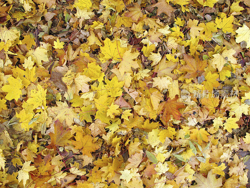地上黄色的枫叶在秋天