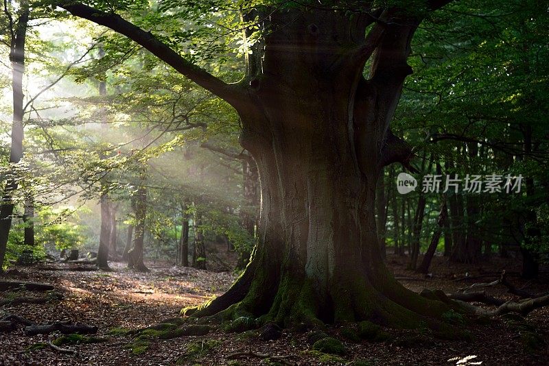 山毛榉树和阳光