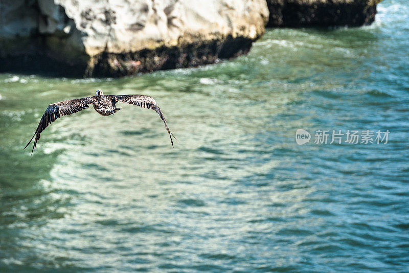 鹈鹕飞行