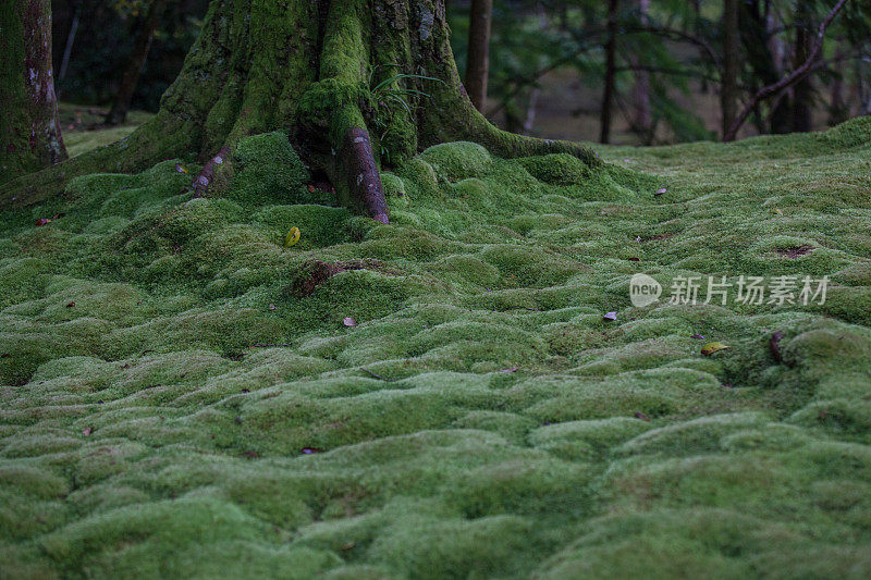 漂亮的苔藓花园