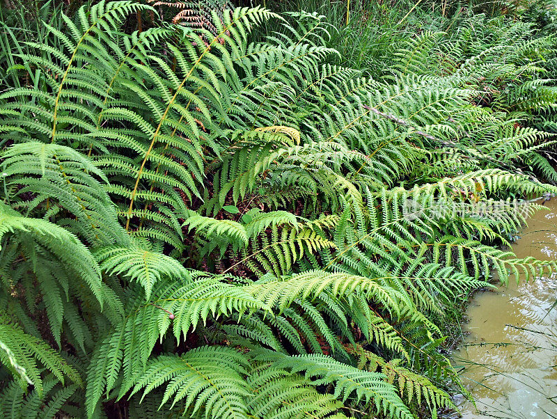 野生蕨类植物