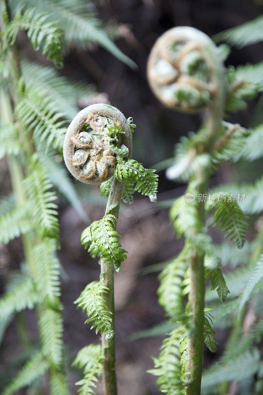 蕨类植物