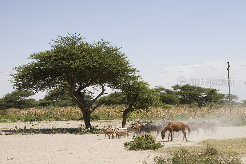 牛在埃塞俄比亚