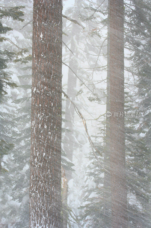 抽象的暴雪