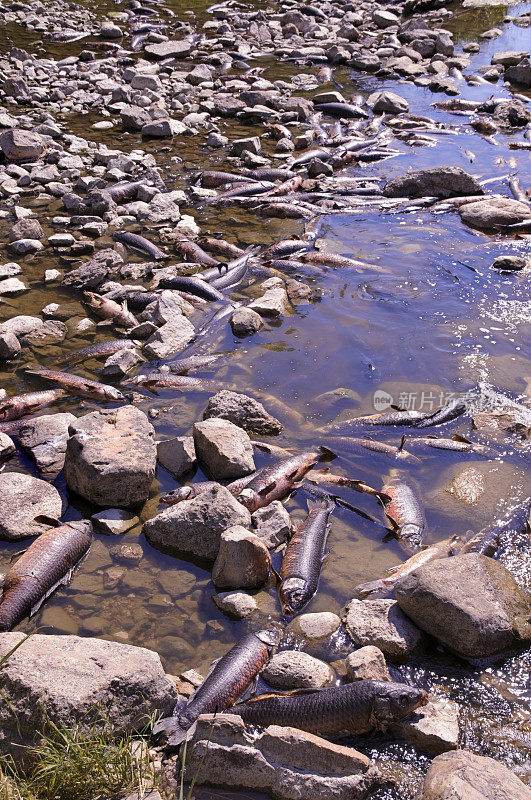 死亡之河;死鲤鱼，环境污染，污染，生态