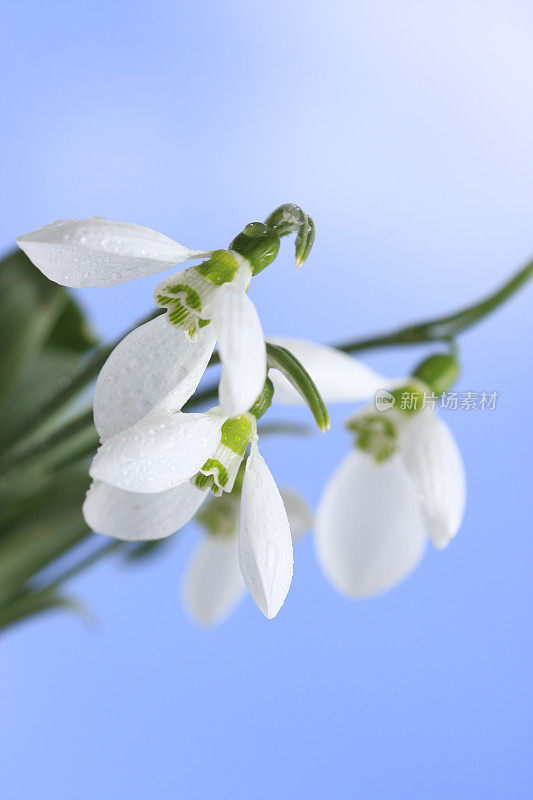 雪花莲